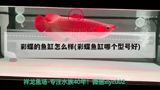 彩蝶的魚缸怎么樣(彩蝶魚缸哪個型號好)