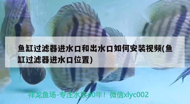 魚(yú)缸過(guò)濾器進(jìn)水口和出水口如何安裝視頻(魚(yú)缸過(guò)濾器進(jìn)水口位置)