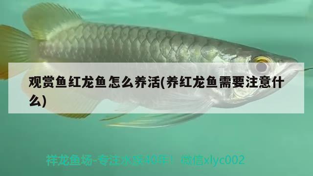 觀賞魚紅龍魚怎么養(yǎng)活(養(yǎng)紅龍魚需要注意什么)