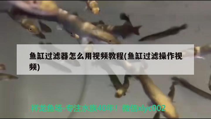 魚缸過濾器怎么用視頻教程(魚缸過濾操作視頻)