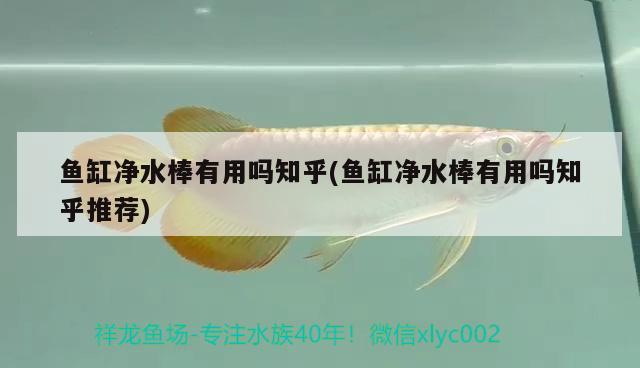 魚缸凈水棒有用嗎知乎(魚缸凈水棒有用嗎知乎推薦)