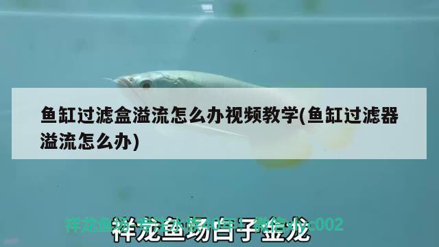 魚缸過濾盒溢流怎么辦視頻教學(xué)(魚缸過濾器溢流怎么辦) 白化火箭