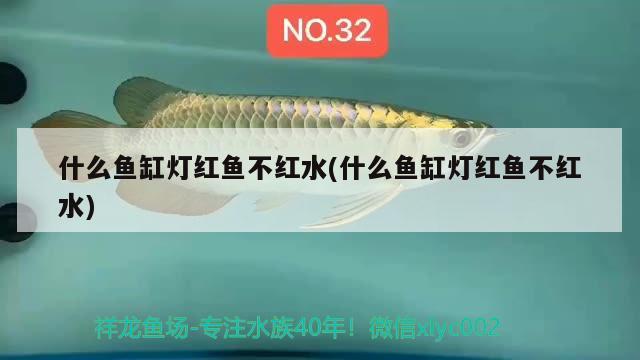 什么魚缸燈紅魚不紅水(什么魚缸燈紅魚不紅水) 生態(tài)瓶/創(chuàng)意缸/桌面微景缸