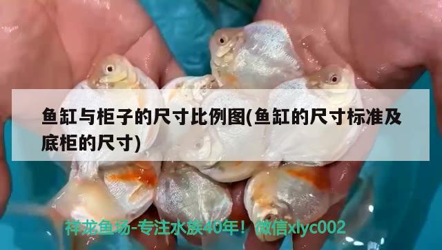 魚缸與柜子的尺寸比例圖(魚缸的尺寸標準及底柜的尺寸) 其他益生菌