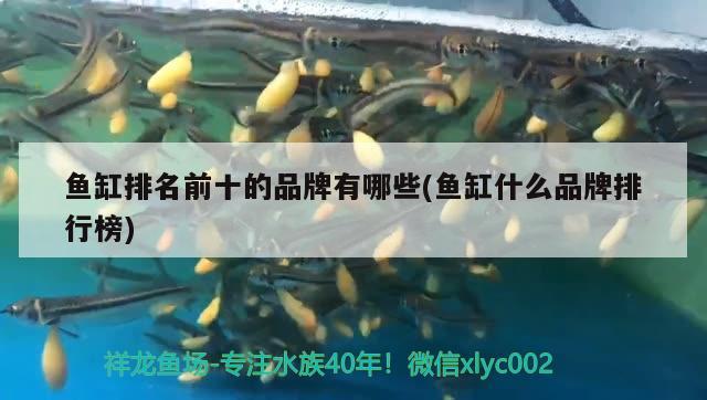 魚缸排名前十的品牌有哪些(魚缸什么品牌排行榜)