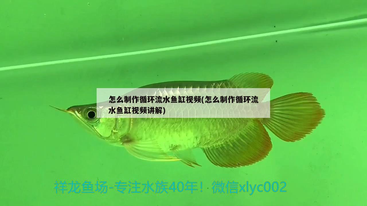 日照觀賞魚市場南通白化鴨嘴魚哪個(gè)店的最