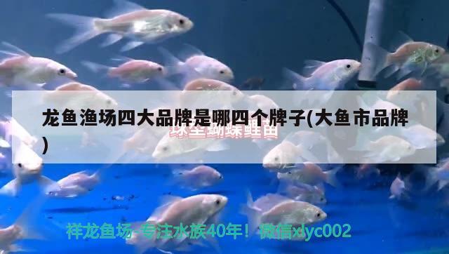 養(yǎng)薩伊藍魚缸要求多大的水位 養(yǎng)薩伊藍魚缸要求多大的水位呢 黃金貓魚 第2張