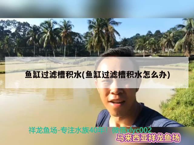 魚缸過濾槽積水(魚缸過濾槽積水怎么辦) 印尼虎苗