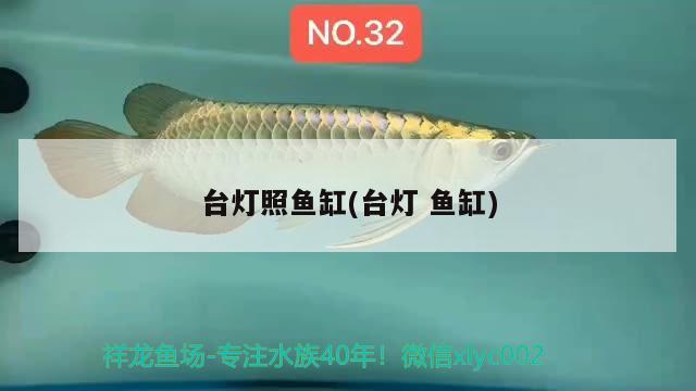 臺(tái)燈照魚缸(臺(tái)燈魚缸) 白子黑帝王魟魚