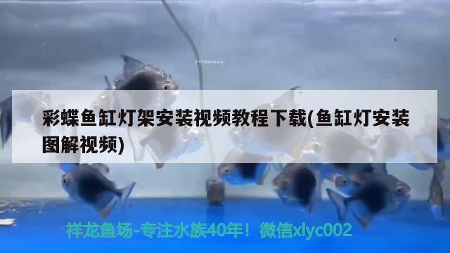 彩蝶魚缸燈架安裝視頻教程下載(魚缸燈安裝圖解視頻)