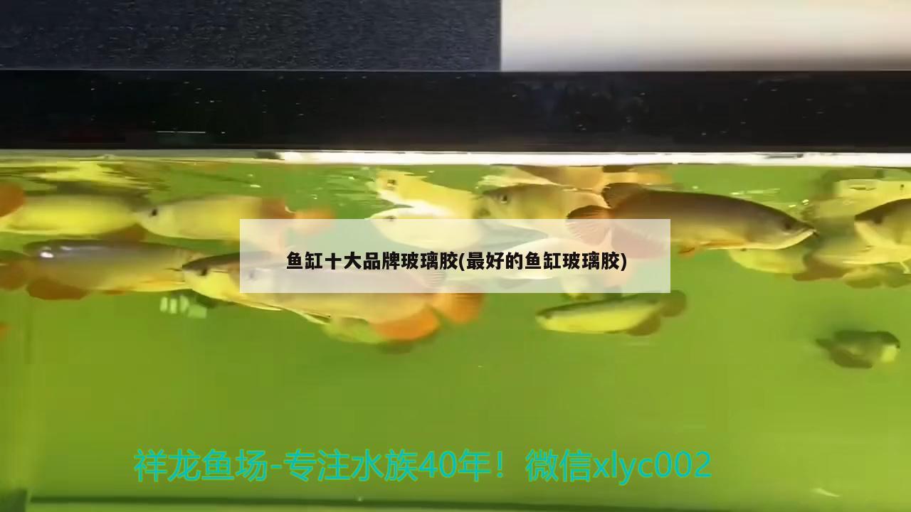 魚缸十大品牌玻璃膠(最好的魚缸玻璃膠) 狗仔招財(cái)貓魚