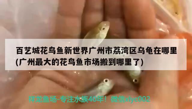 百藝城花鳥魚新世界廣州市荔灣區(qū)烏龜在哪里(廣州最大的花鳥魚市場搬到哪里了)