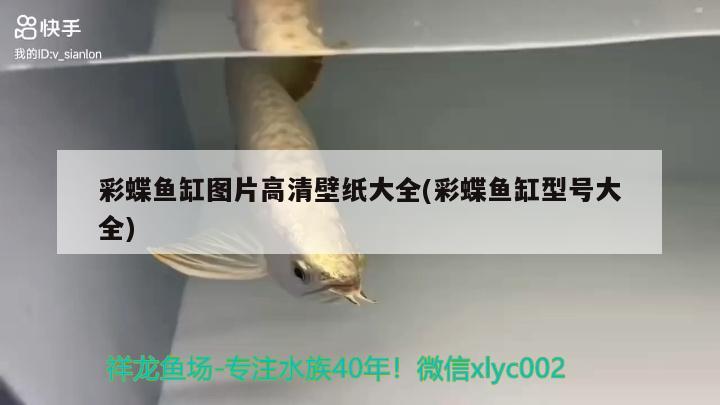 彩蝶魚缸圖片高清壁紙大全(彩蝶魚缸型號大全) 金龍福龍魚