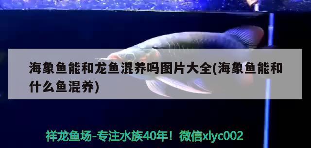 海象魚能和龍魚混養(yǎng)嗎圖片大全(海象魚能和什么魚混養(yǎng)) 海象魚