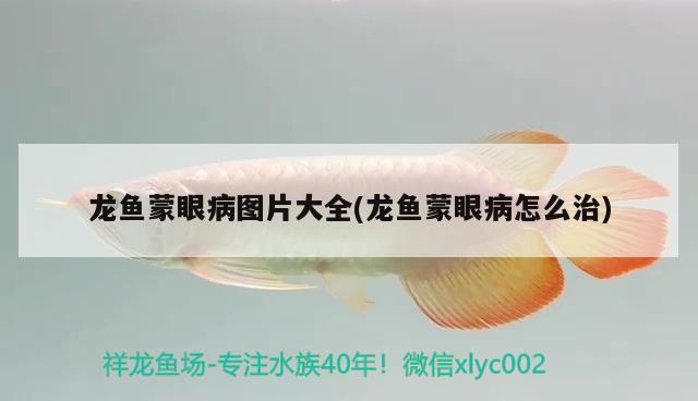 龍魚蒙眼病圖片大全(龍魚蒙眼病怎么治) 短身紅龍魚