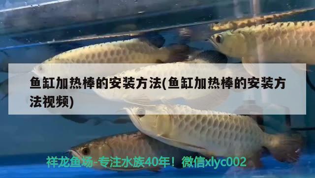 魚缸加熱棒的安裝方法(魚缸加熱棒的安裝方法視頻) 蝴蝶鯉