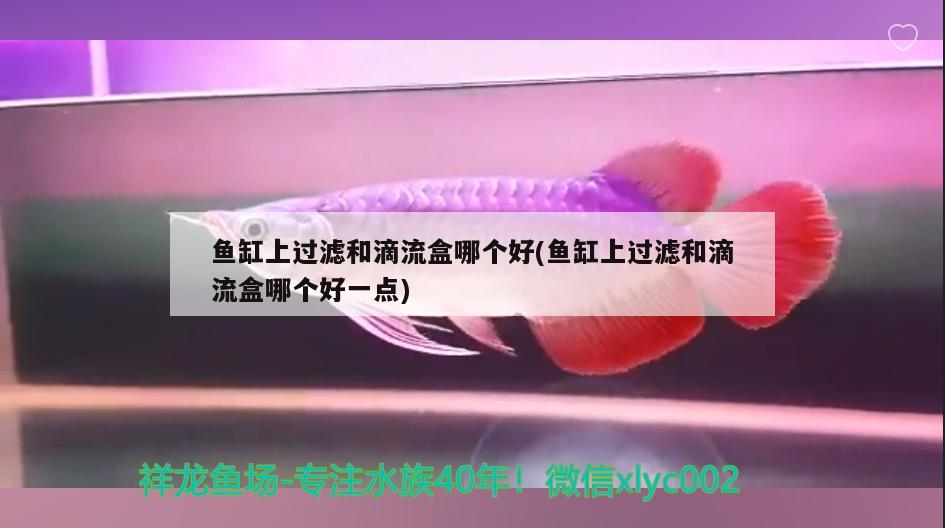 玻璃鋼魚缸定制價格表 玻璃鋼魚缸定制價格表圖片 肺魚 第2張