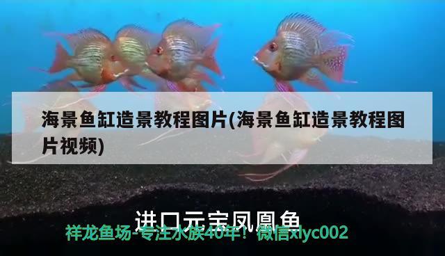 海景魚缸造景教程圖片(海景魚缸造景教程圖片視頻) 粗線銀版魚苗