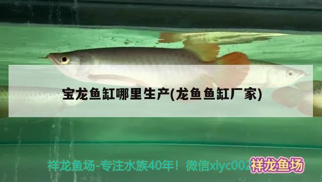 寶龍魚缸哪里生產(chǎn)(龍魚魚缸廠家)