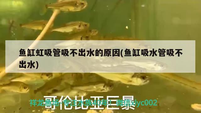 魚缸虹吸管吸不出水的原因(魚缸吸水管吸不出水) 泰龐海蓮魚