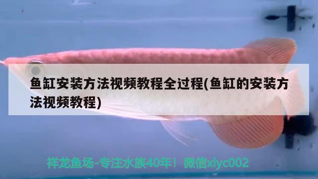 魚缸安裝方法視頻教程全過程(魚缸的安裝方法視頻教程)