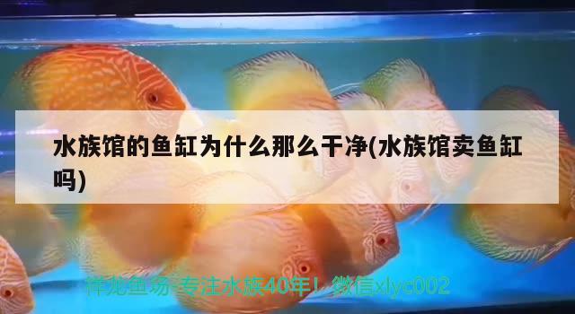 水族館的魚缸為什么那么干凈(水族館賣魚缸嗎) 稀有金龍魚