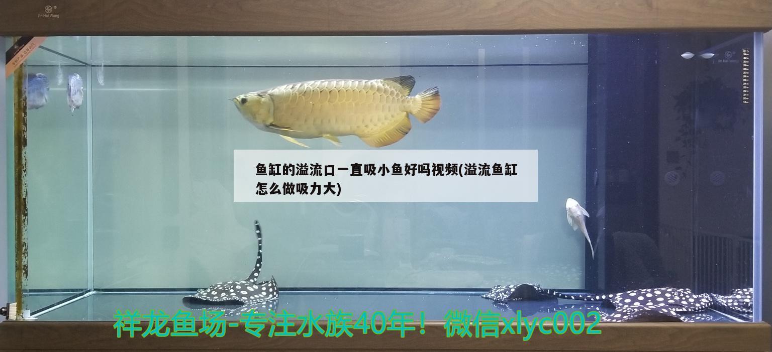 魚缸的溢流口一直吸小魚好嗎視頻(溢流魚缸怎么做吸力大) 黃金河虎魚