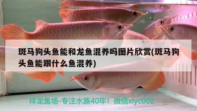 斑馬狗頭魚能和龍魚混養(yǎng)嗎圖片欣賞(斑馬狗頭魚能跟什么魚混養(yǎng)) 斑馬狗頭魚