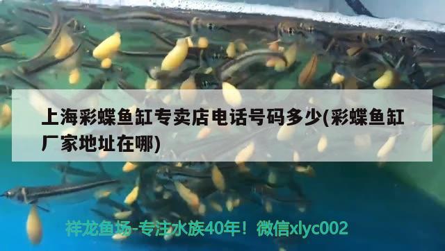 上海彩蝶魚缸專賣店電話號碼多少(彩蝶魚缸廠家地址在哪) 白子黑帝王魟魚