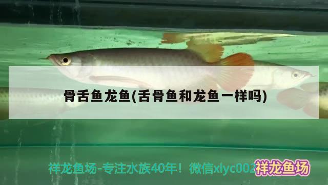 骨舌魚龍魚(舌骨魚和龍魚一樣嗎)