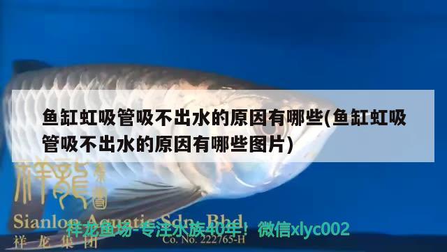 三門峽魚缸布景店電話號碼查詢（魚缸造景套餐80cm價(jià)格是多少） 金老虎魚 第1張