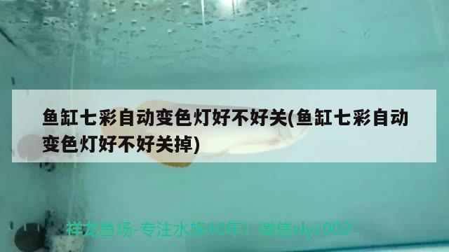 魚缸七彩自動變色燈好不好關(guān)(魚缸七彩自動變色燈好不好關(guān)掉) 祥龍赫舞紅龍魚