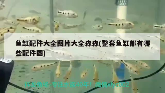 魚缸配件大全圖片大全森森(整套魚缸都有哪些配件圖)