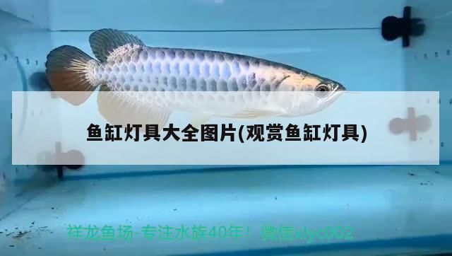 魚缸燈具大全圖片(觀賞魚缸燈具) 白寫錦鯉魚