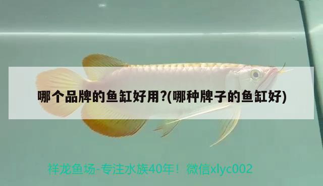 哪個(gè)品牌的魚(yú)缸好用?(哪種牌子的魚(yú)缸好) 朱巴利魚(yú)