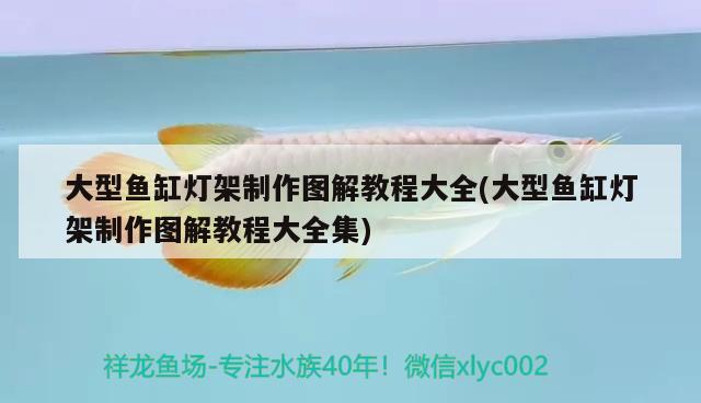 極品紅龍魚多少錢一條圖片(血紅龍魚價(jià)格多少錢一條)