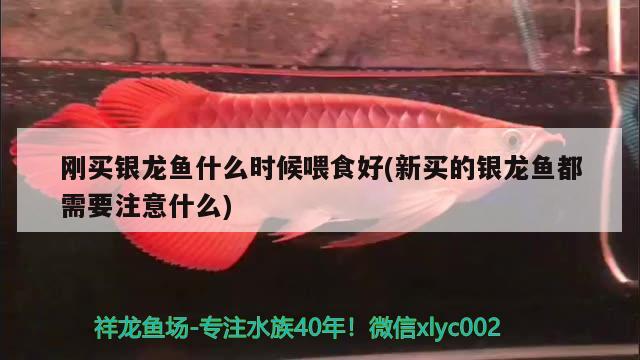 潮州魚缸定制店鋪地址電話：潮州哪里有賣魚缸 觀賞魚市場 第2張