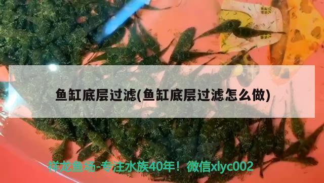 魚缸底層過濾(魚缸底層過濾怎么做) 金龍魚糧