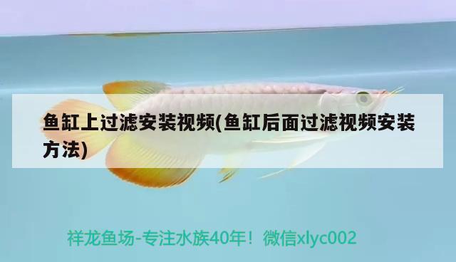 魚缸上過濾安裝視頻(魚缸后面過濾視頻安裝方法) 觀賞魚市場