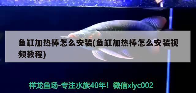 魚缸加熱棒怎么安裝(魚缸加熱棒怎么安裝視頻教程)