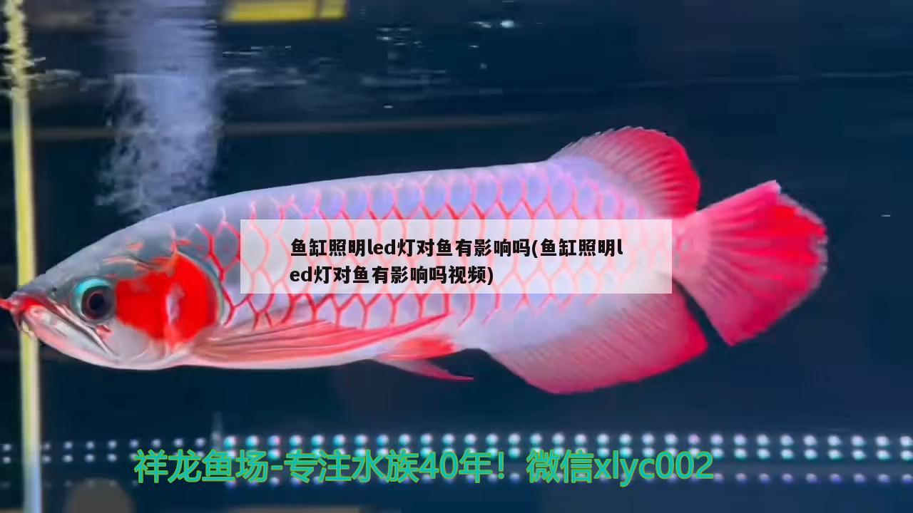 魚缸照明led燈對魚有影響嗎(魚缸照明led燈對魚有影響嗎視頻) 金三間魚