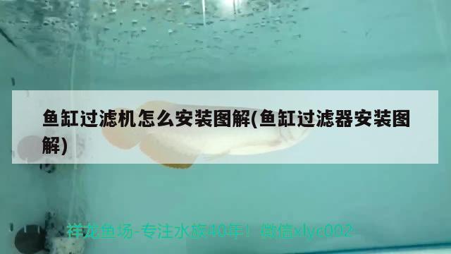 龍魚吃維生素哪個品牌好（金龍魚維生素A營養(yǎng)強(qiáng)化大豆油5L桶怎么） 虎斑恐龍魚 第1張