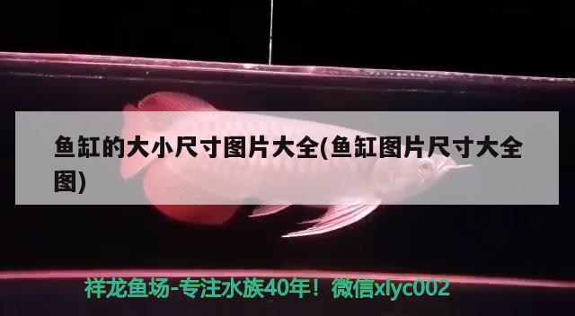 妞哥海洋館勞動最光榮吉林長春小軒的下海折騰史 白子銀龍魚苗 第2張