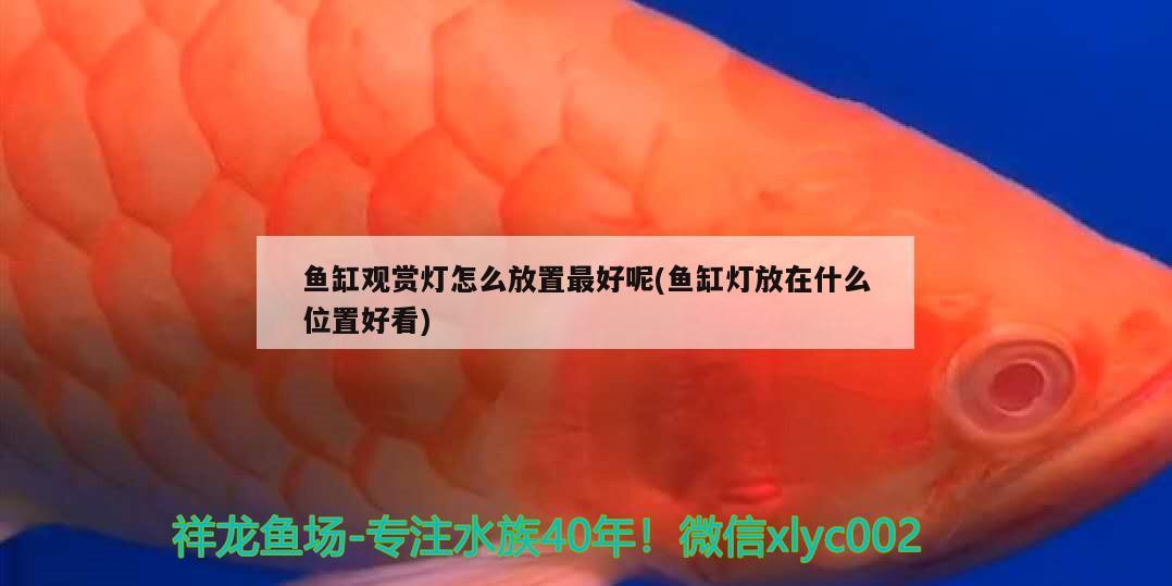 魚缸觀賞燈怎么放置最好呢(魚缸燈放在什么位置好看)