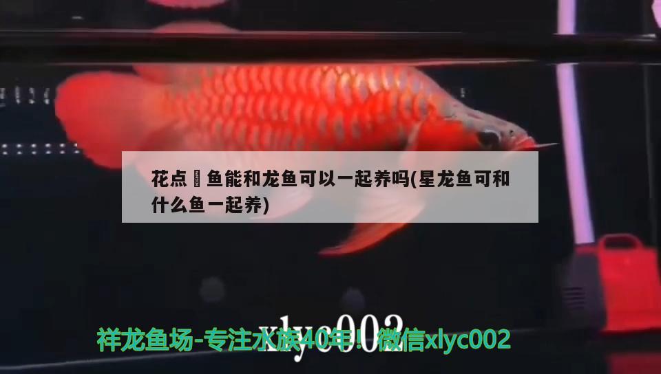 花點(diǎn)魟魚能和龍魚可以一起養(yǎng)嗎(星龍魚可和什么魚一起養(yǎng))