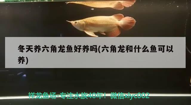 冬天養(yǎng)六角龍魚(yú)好養(yǎng)嗎(六角龍和什么魚(yú)可以養(yǎng))