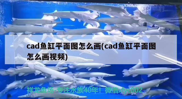 cad魚(yú)缸平面圖怎么畫(huà)(cad魚(yú)缸平面圖怎么畫(huà)視頻)