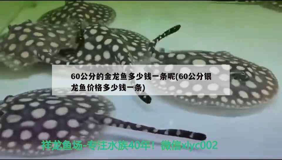 60公分的金龍魚(yú)多少錢(qián)一條呢(60公分銀龍魚(yú)價(jià)格多少錢(qián)一條)