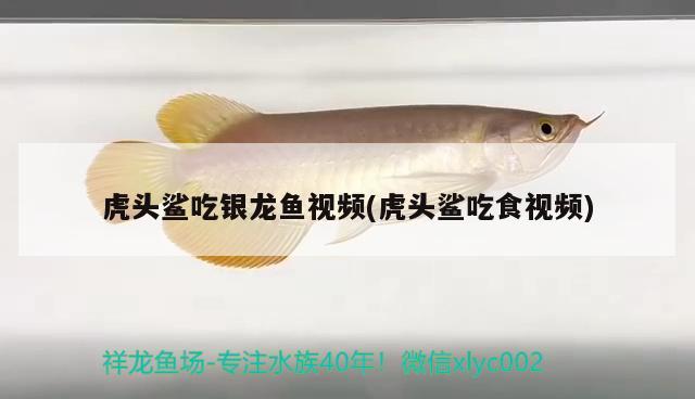 虎頭鯊吃銀龍魚視頻(虎頭鯊吃食視頻) 銀龍魚