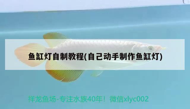 魚(yú)缸燈自制教程(自己動(dòng)手制作魚(yú)缸燈) 招財(cái)戰(zhàn)船魚(yú)